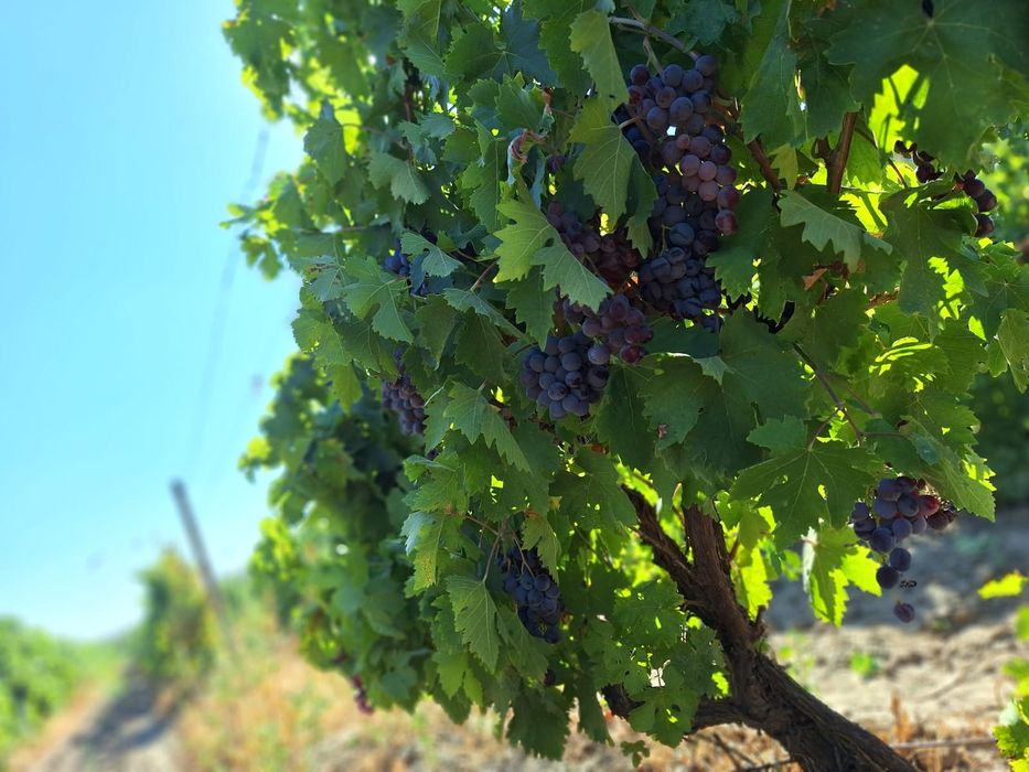 „Struguri pentru vin – preț producător 100%”