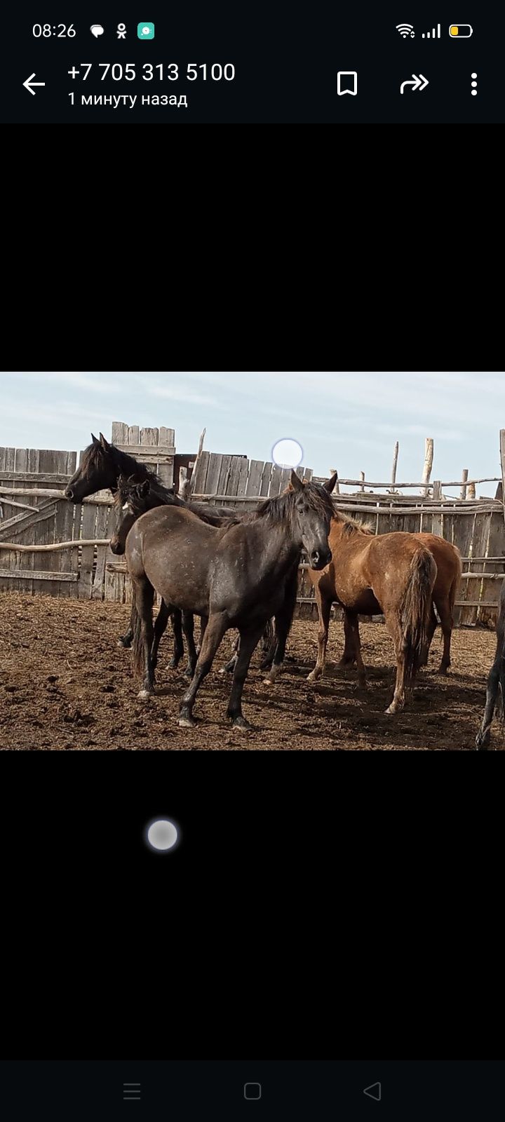 4 жасар байтал сатылады