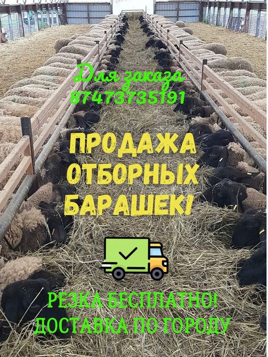 Семіз қой тоқтылар бар | Алматы доставкамен