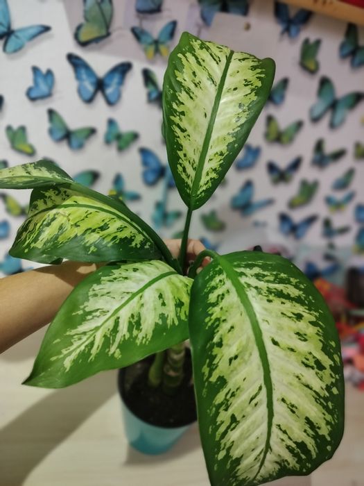 Продам Диффенбахия 3500