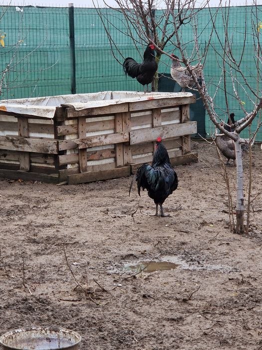 Cocoși Australorp