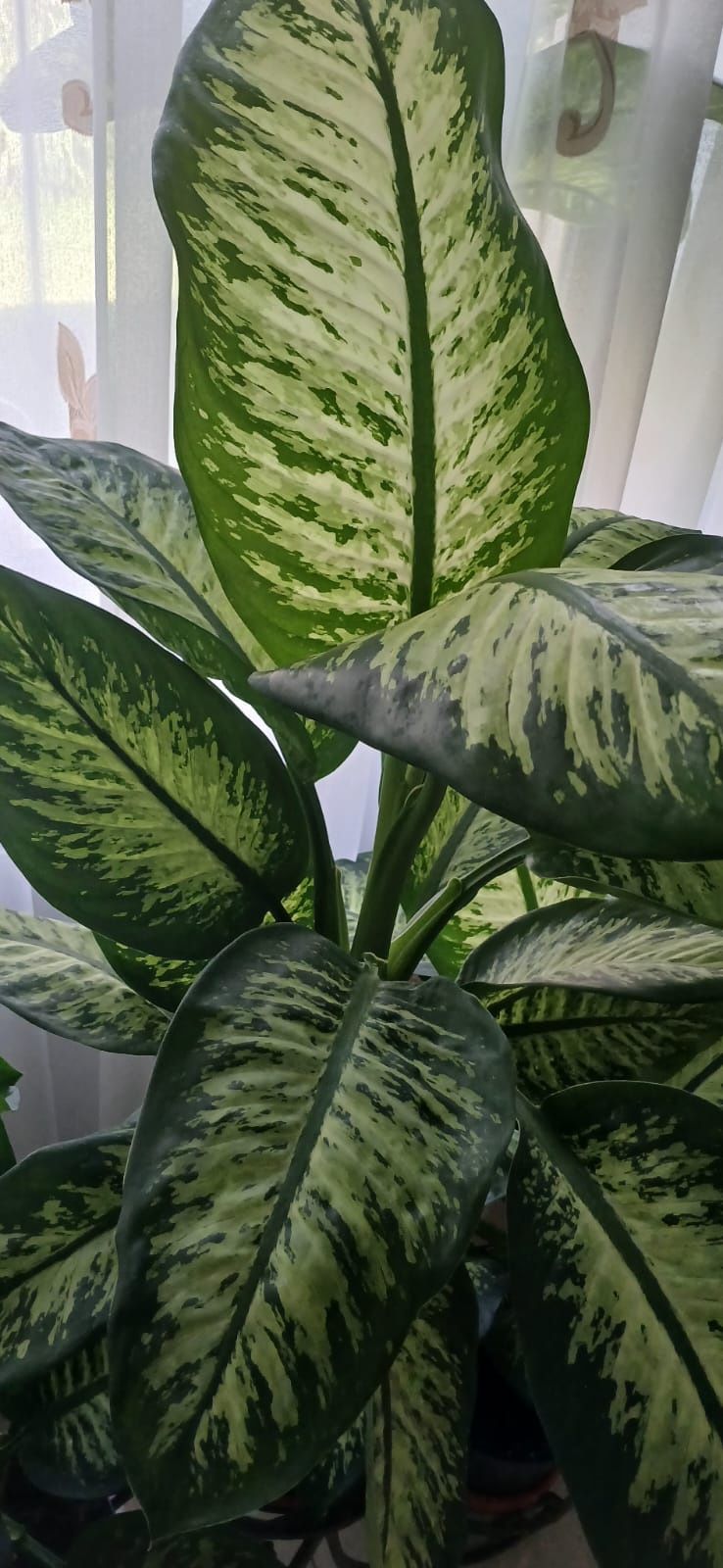 Vând flori superbe dieffenbachia
