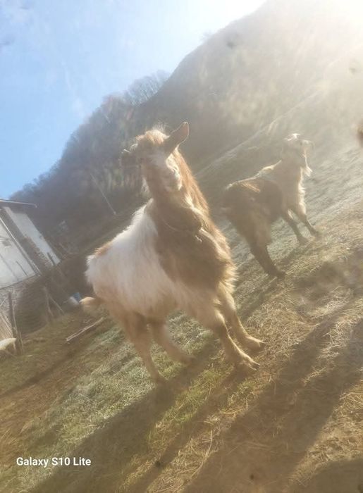 Vând țap tânăr bun de ținut sau taiat