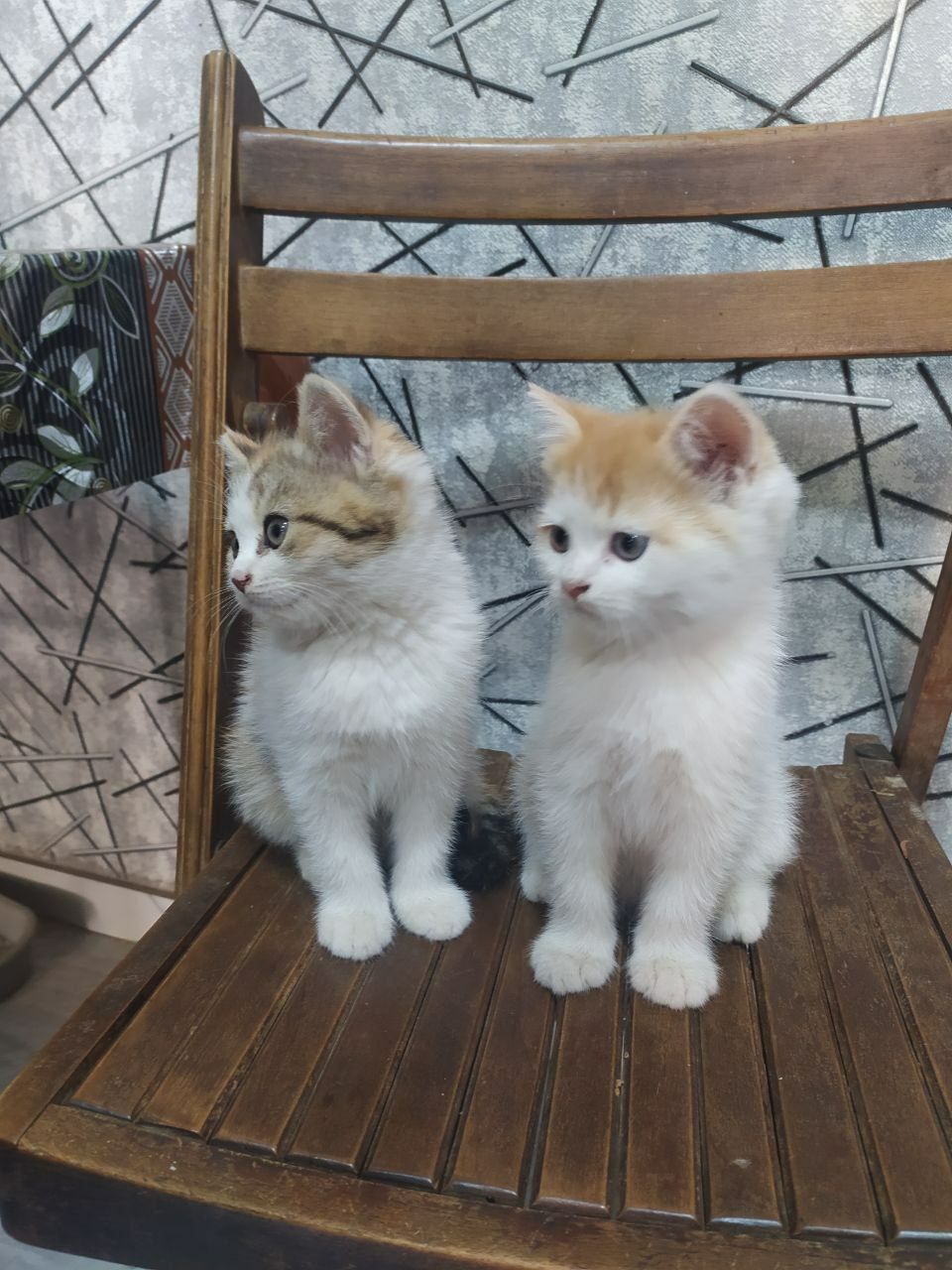 Шотландский страйт