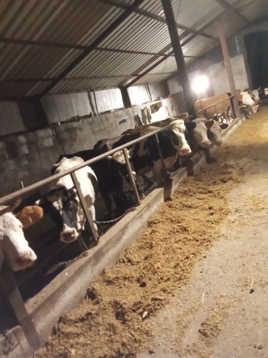 Vand lot de 10  Vaci Gestante si de lapte