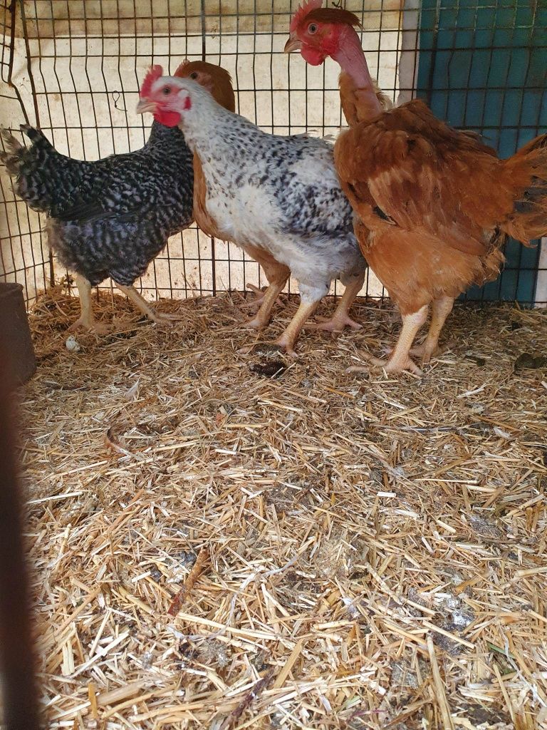 Vând pui albi și porumbaci