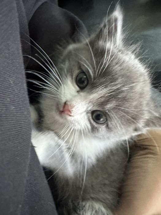 Котенок ищет дом!
