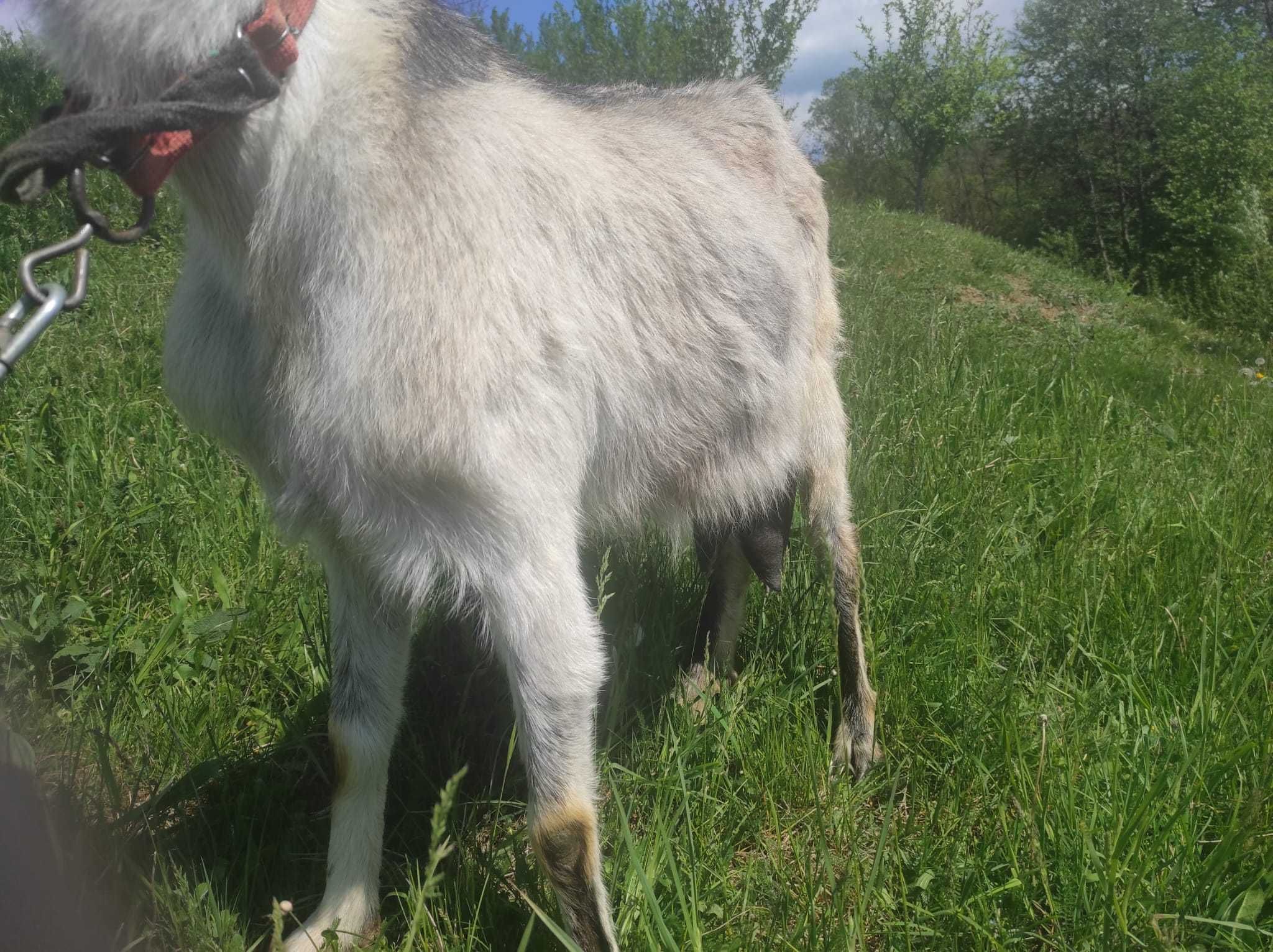 Capră de 3 ani cu ied!