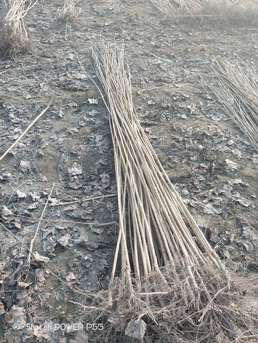 terak koʻchat sotiladi