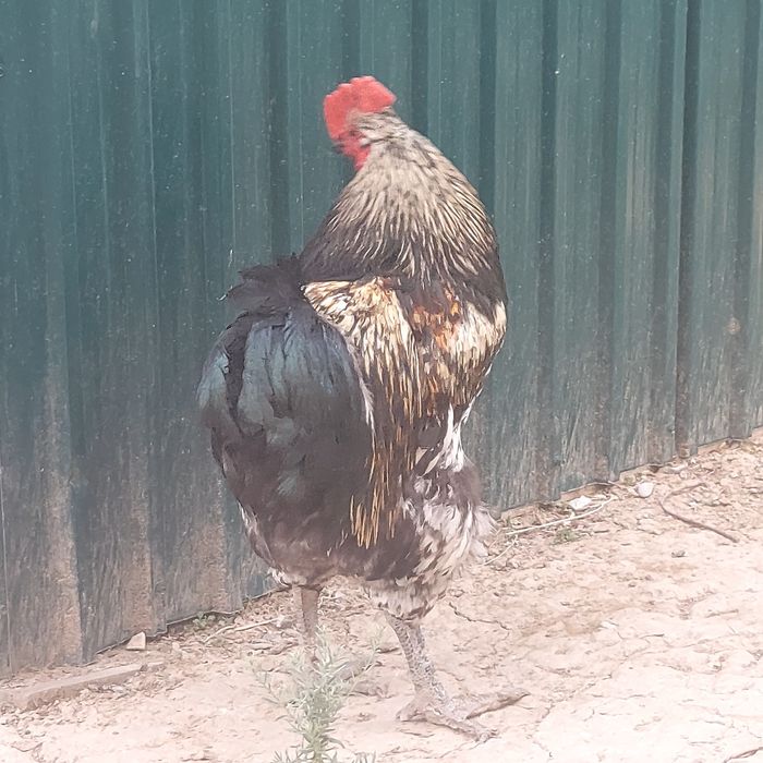 Здоровый активный Петух.