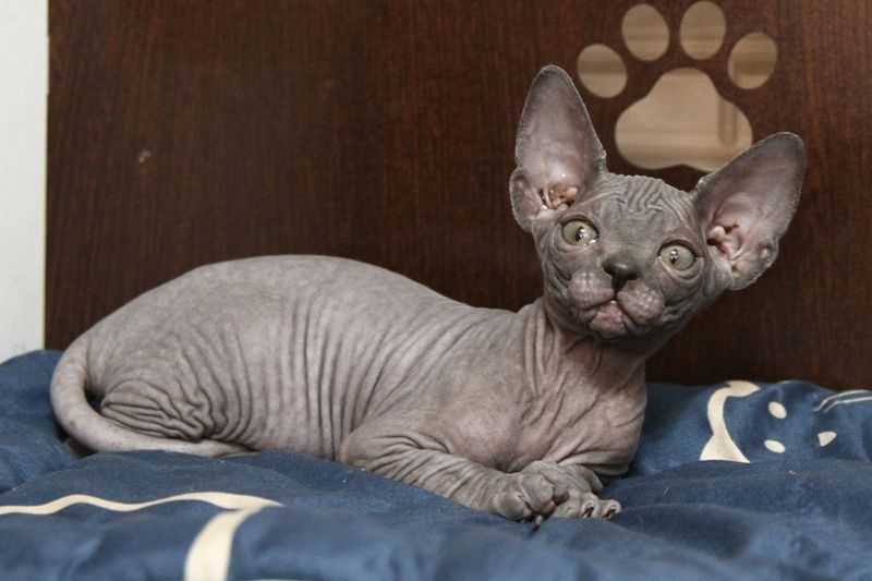 Котята сфинксы. От титулованных производителей