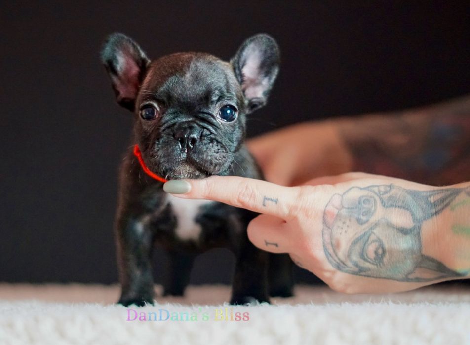 Bulldog francez cu pedigree - fetita