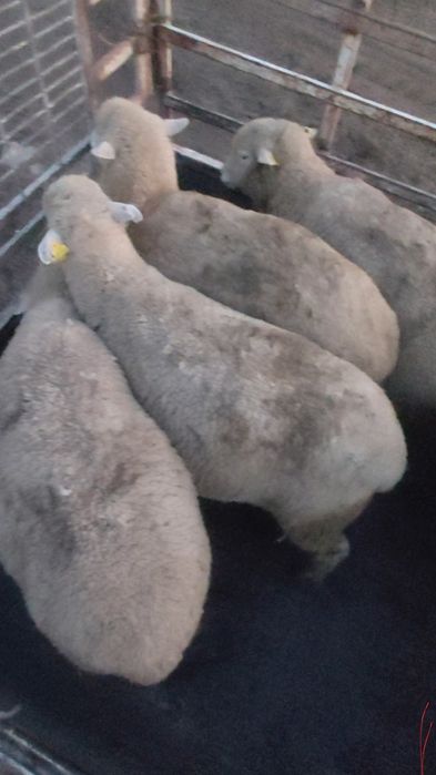 Продам жирных баран. Қой сатылады, семіз