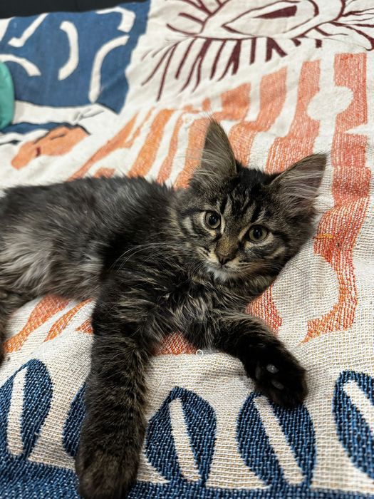 Отдам котенка в добрые руки