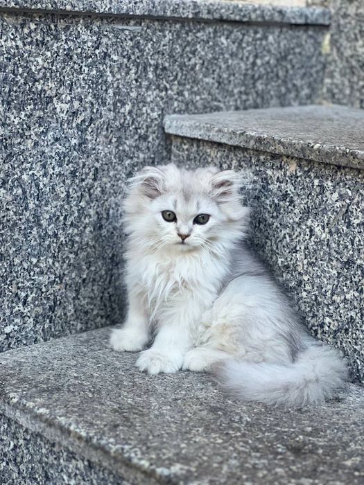 Британские шиншиллы, чистокровные, королевской породы