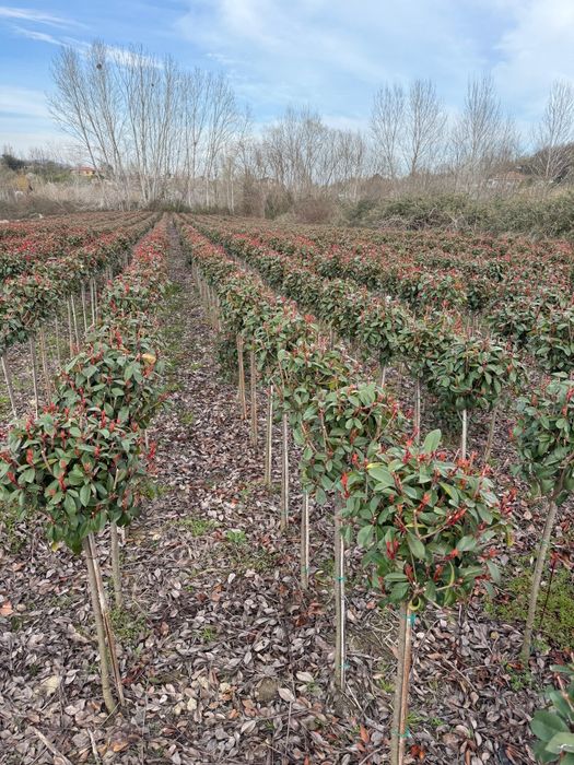 Laur englezesc novita photinia Red Robin