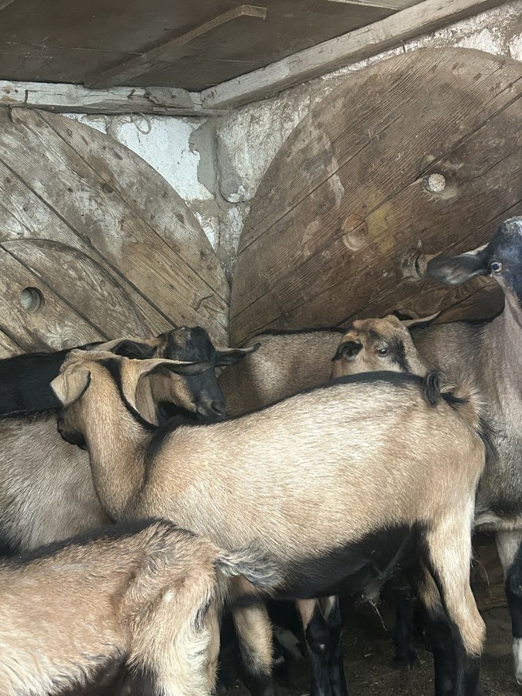 сауынды ешкілер бар сатылады арзан багада