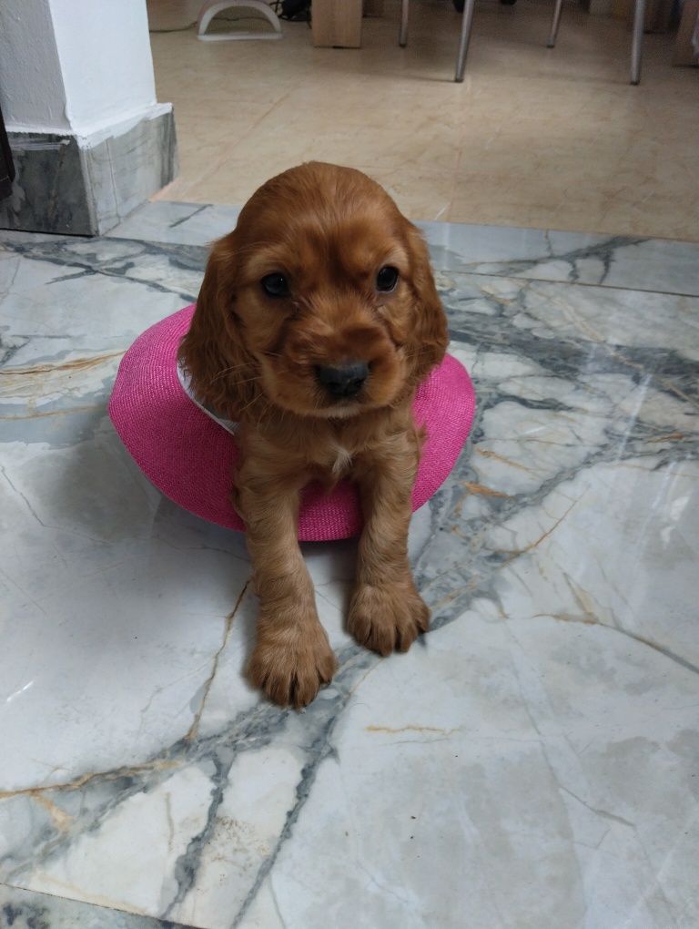 Cocker spaniel gold