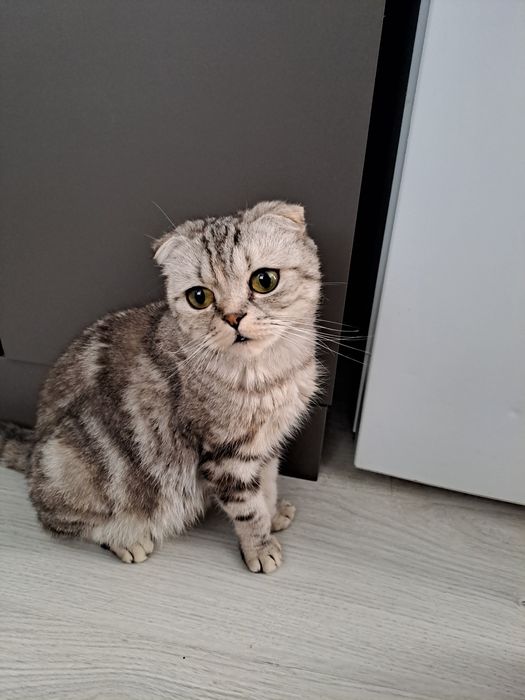 Ищет дом кошечка породы скоттиш-фолд