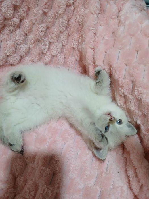 Продаю котят шиншил