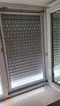 Plase insecte tantari