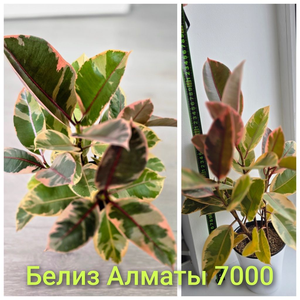 Фикусы разные, прекрасные