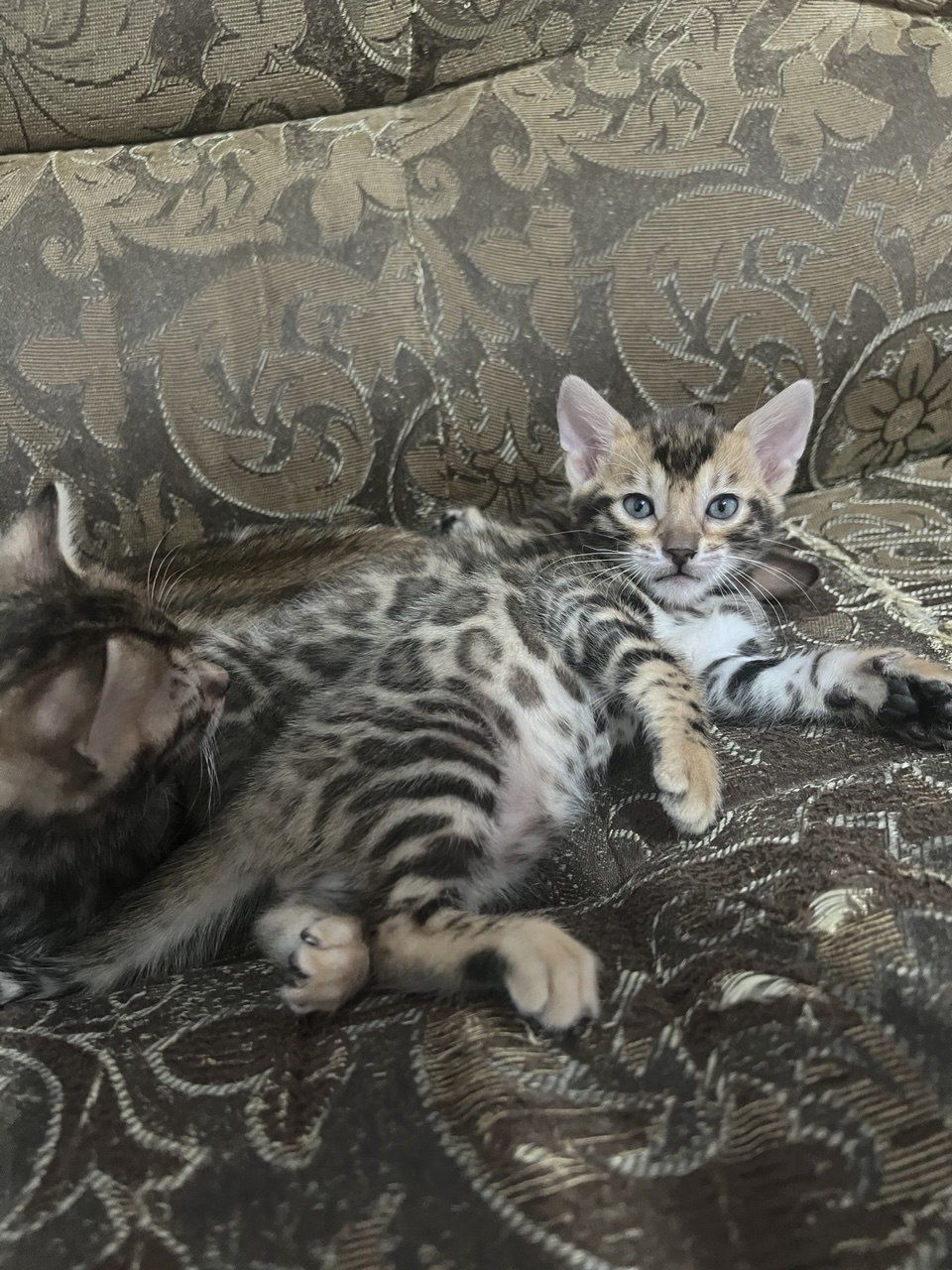 Бенгальские котята