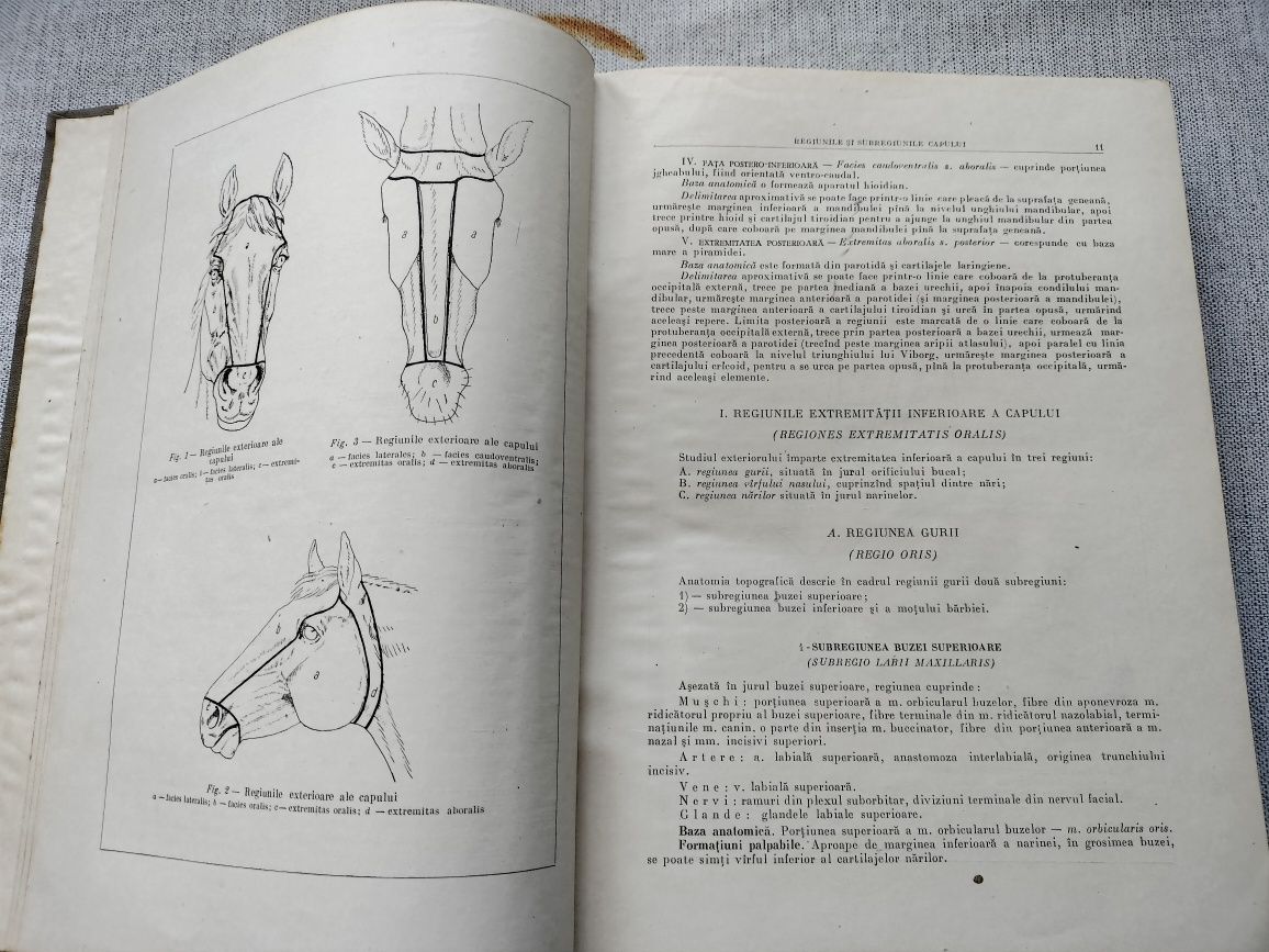 Anatomia topografică a calului, 1955