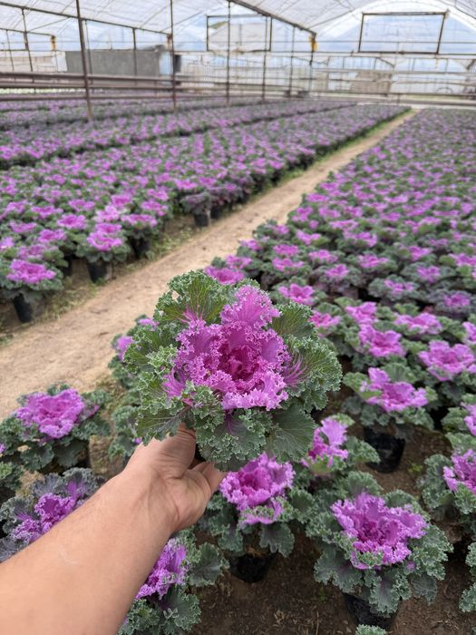 Mavsumiy gullar viola karam