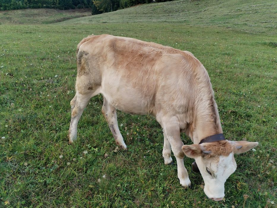 Vițică bălțata de vânzare