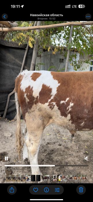 Сементал Бука сотилади ёш хали усадиган тиш бузмаган