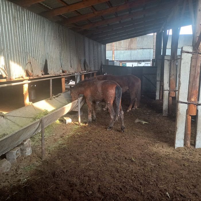 Жылқылар сатылады