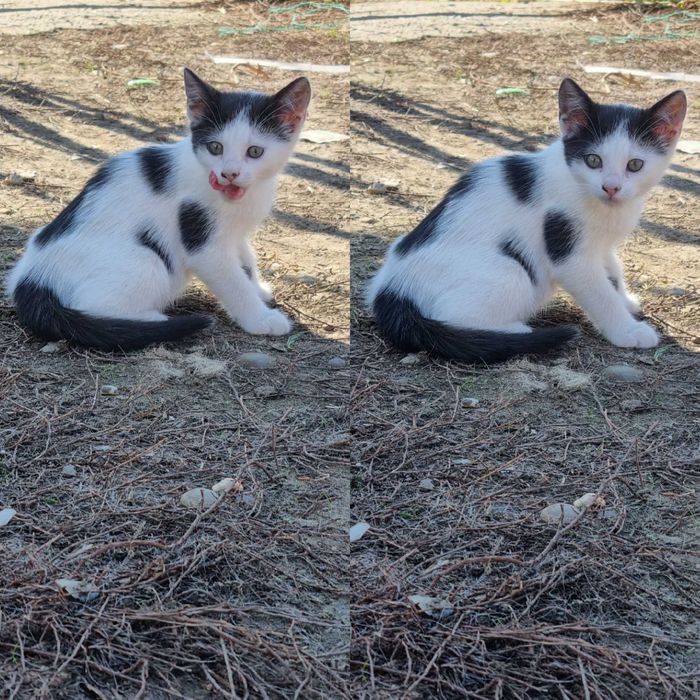 Pui de pisică spre adoptie