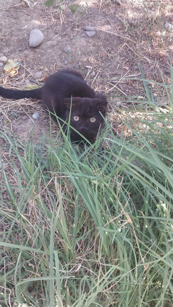 Британские котята