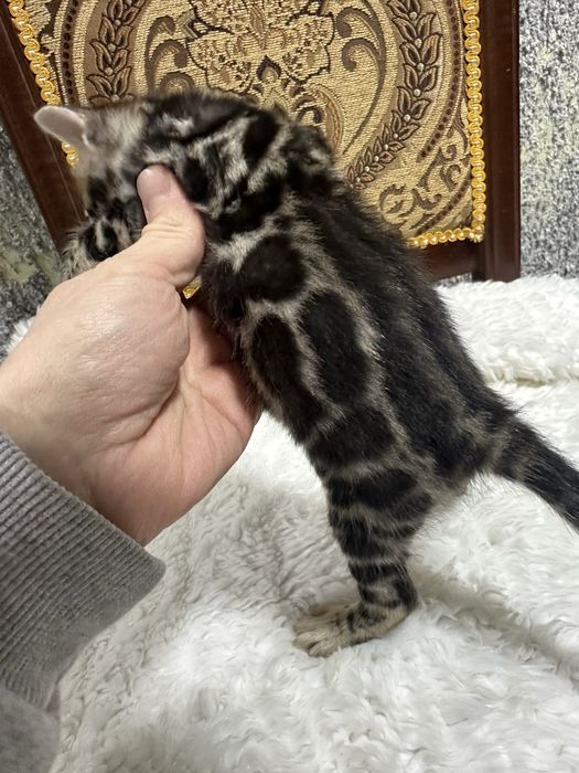 Клубные бенгальские котята