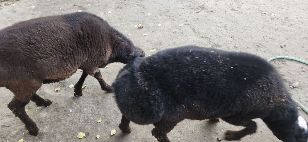 Quzi qochqorlar sotiladi