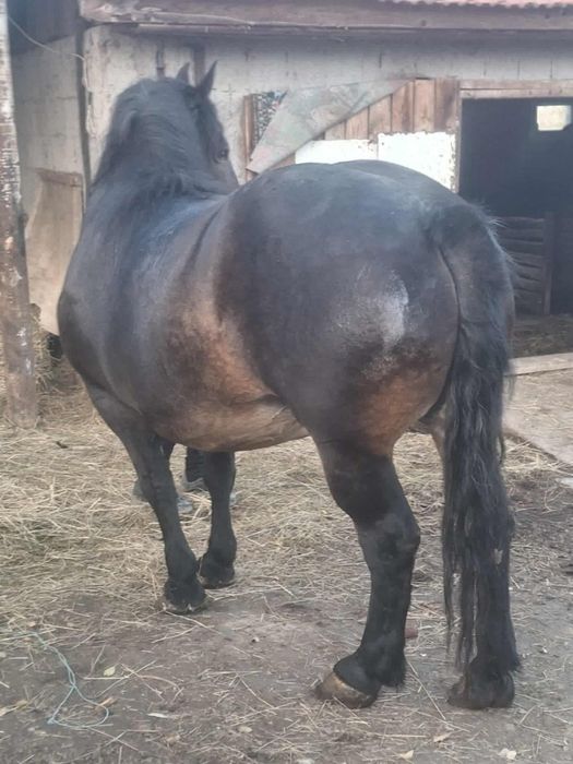 Vând 2 iepe gestante