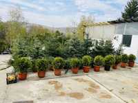 Plante ornamentale din pepiniera romaneasca, amenajari gradini, tuia