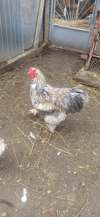 Cocoși brahman 2024/2025