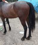 Cal  de vanzare !