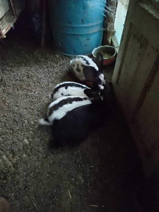 Продавам зайци пеперуди месни