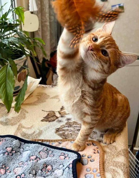 Момченце на 6 месеца търси дом