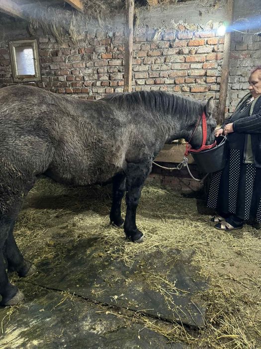 Mânză sură de vanzare