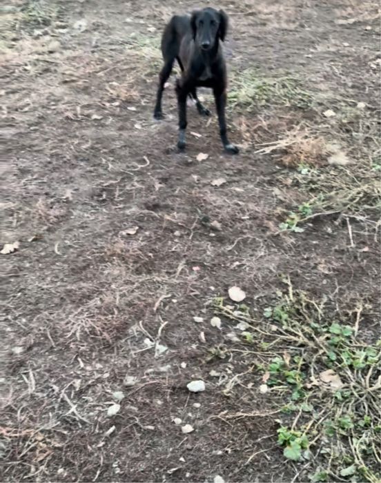 Срочна сатылады жақсы күшік