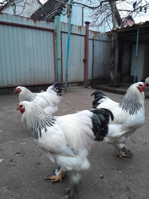 Vând cocosi brahman deschis