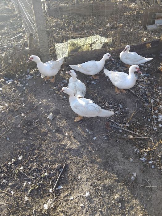 Rate de vânzare  bune de tăiat sau de ținut