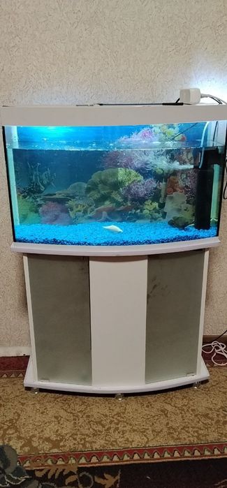 Аквариум баликлари б.н бервораман 100 литирли