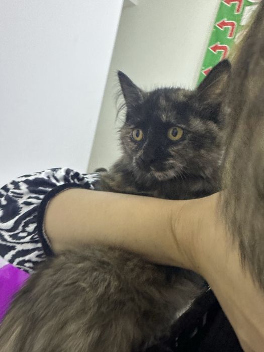 Отдам даром в ответсвенные руки