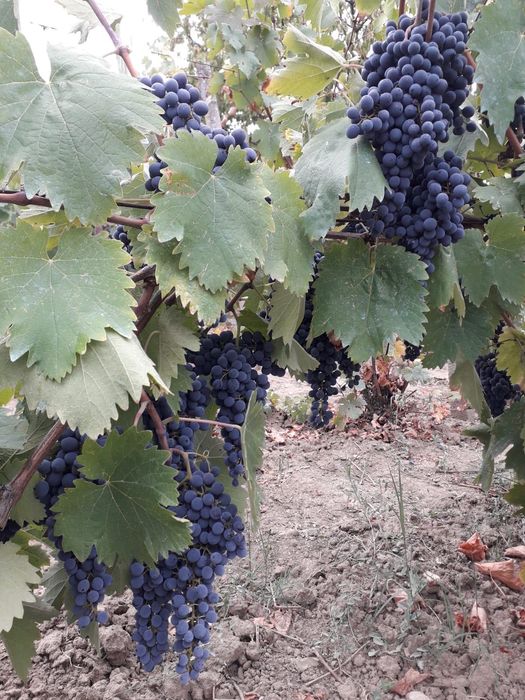 Struguri cabernet Sauvignon