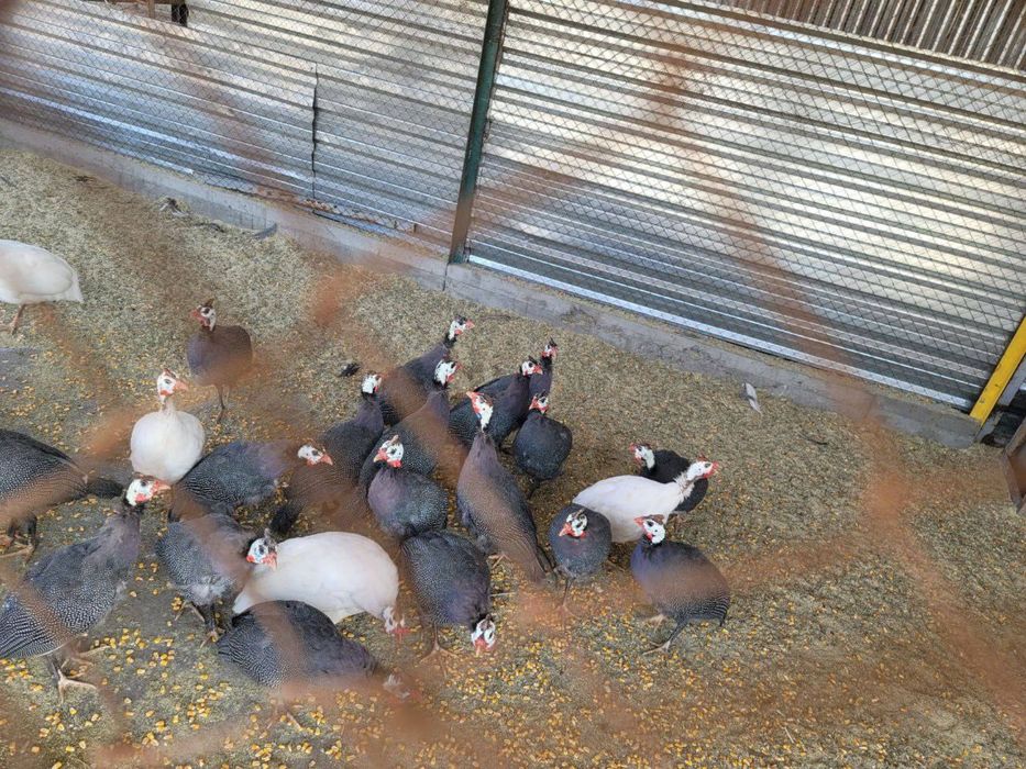 Цесаркалар сотилади